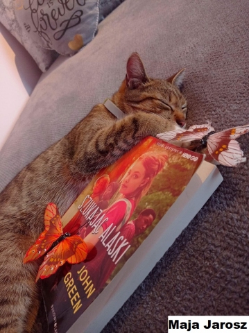 Zdjęcie przedstawia leżącego na kanapie śpiącego kota, który w łapkach trzyma książkę. Na książce siedzi pomarańczowy motylek. 